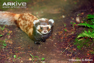 Illustration for article titled Monday Mustelid - Vormela peregusna Edition